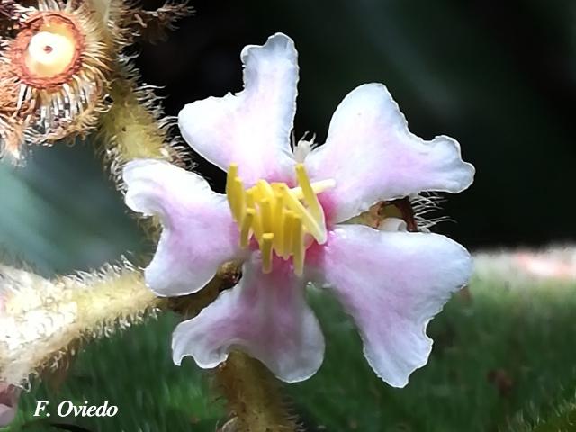 Conostegia bracteata