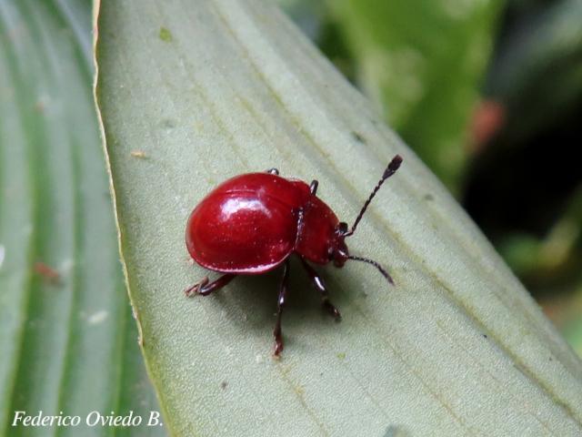 Corynomalus laevigatus