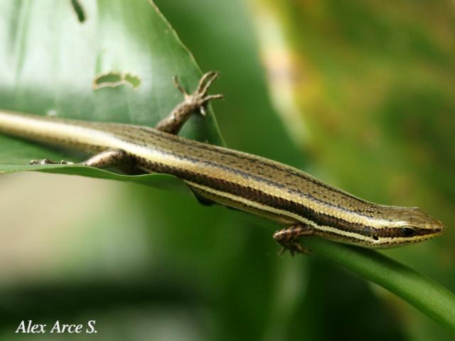 Marisora alliacea