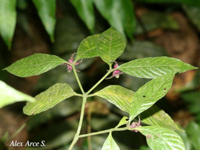 Psychotria hoffmannseggiana