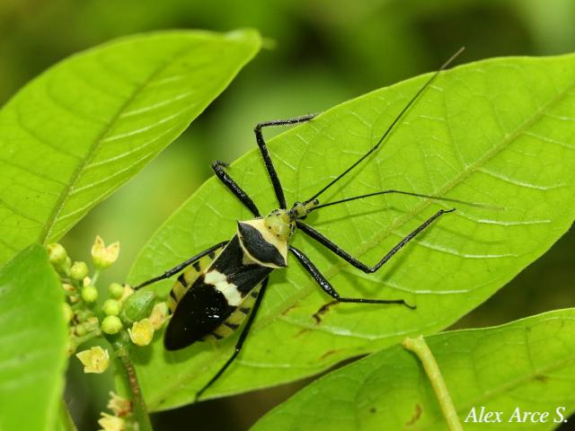 Zelus armillatus