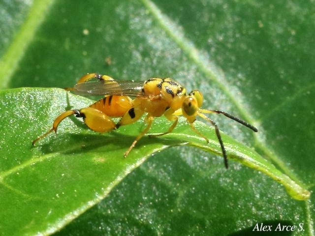 Conura sp