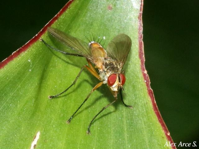 Leskia sp