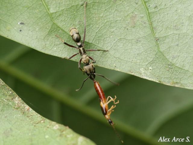 Neoponera villosa