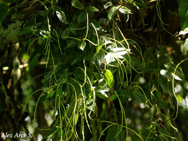 Peperomia glabella