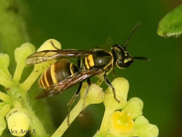 Protopolybia panamensis
