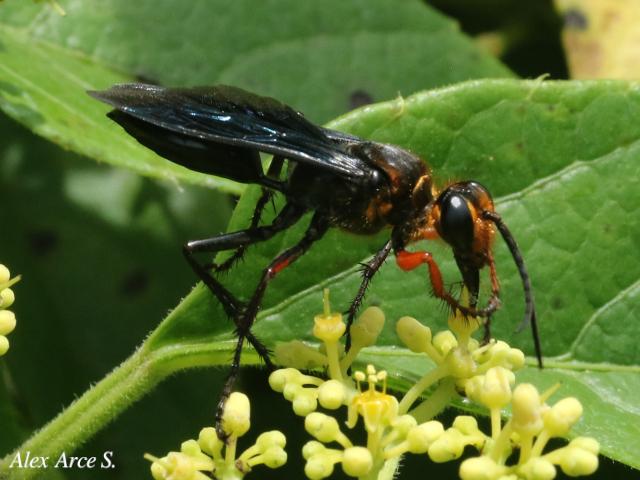 Sphex nitidiventris (Avispa excavadora)