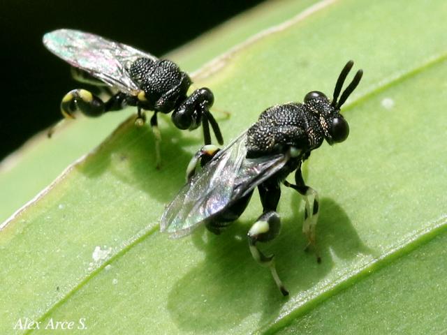 Brachymeria sp