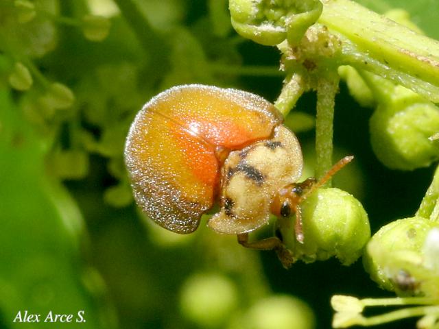 Chelymorpha sp1