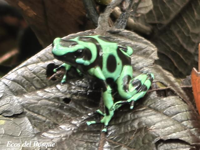 Dendrobates auratus (Rana venenosa verde y negra)