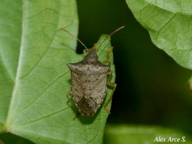 Euschistus servus