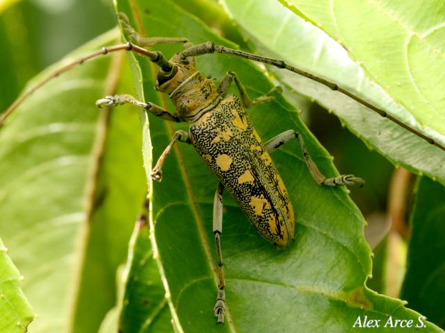 Hammatoderus rubefactus