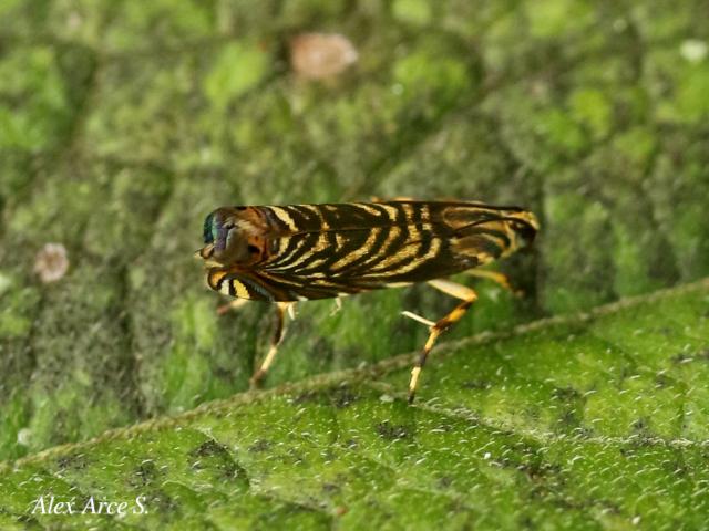 Hilarographa ribbei