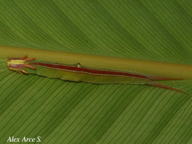 Opsiphanes cassiae (Duende negro)