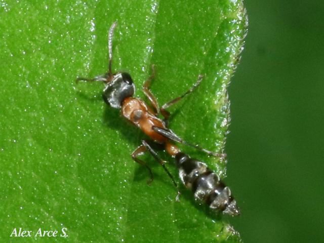 Pseudomyrmex gracilis