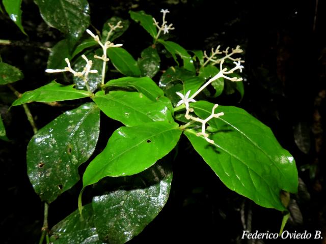 Rudgea cornifolia