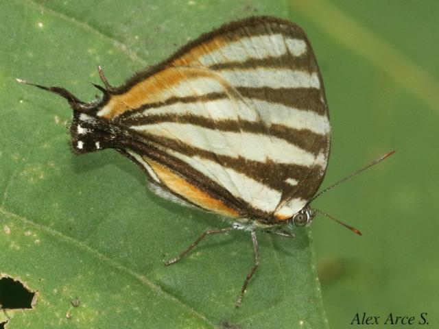 Arawacus togarna