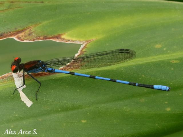 Argia cupraurea