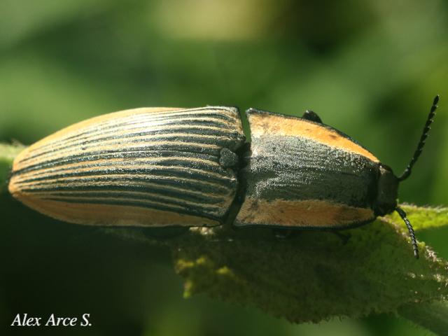 Chalcolepidius bomplandii 