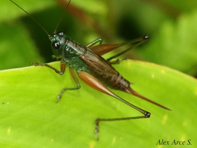 Conocephalus angustifrons