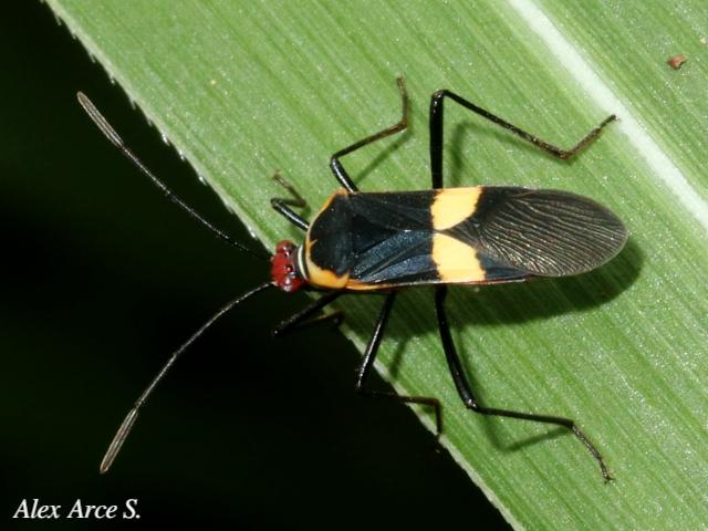 Hypselonotus interruptus 