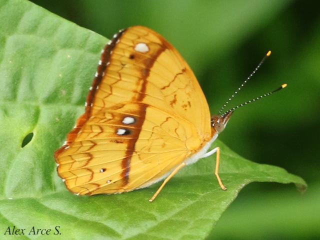 Nica flavilla