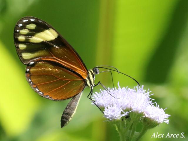 Pteronymia aletta