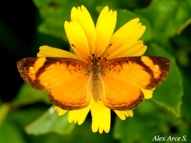Tegosa anieta anieta