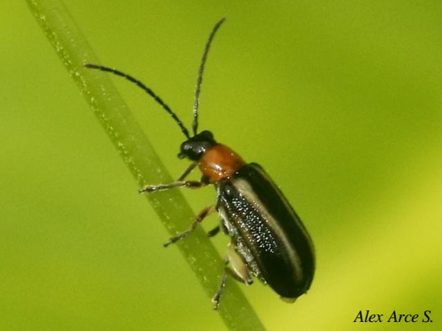 Acalymma trivittatum
