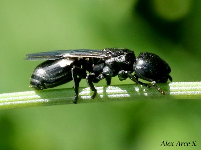 Cephalotes cordiventris