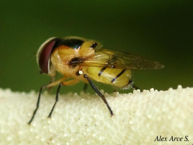 Copestylum vagum