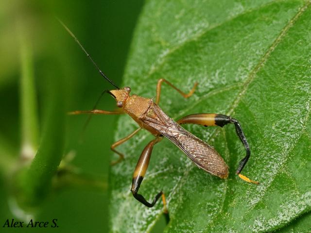 Hyalymenus pulcher