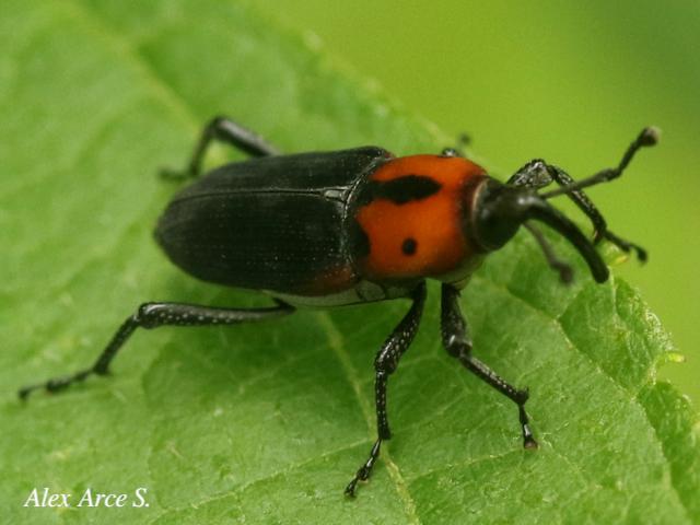 Rhodobaenus auctus
