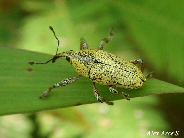 Cholus aureus