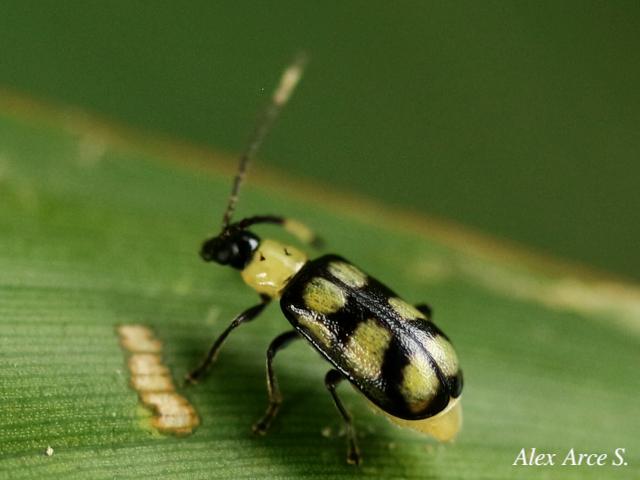 Diabrotica morosa