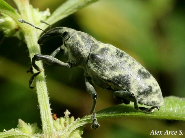 Ileomus distinguendus