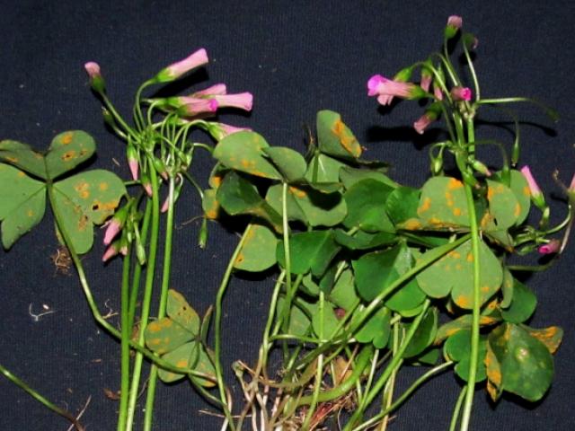 Oxalis debilis