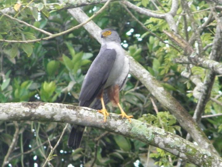 Accipiter bicolor