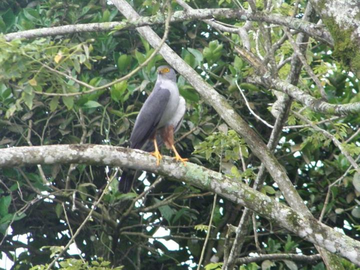 Accipiter bicolor
