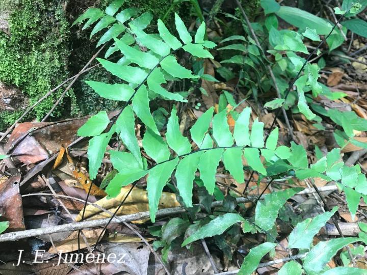 Adiantum macrophyllum