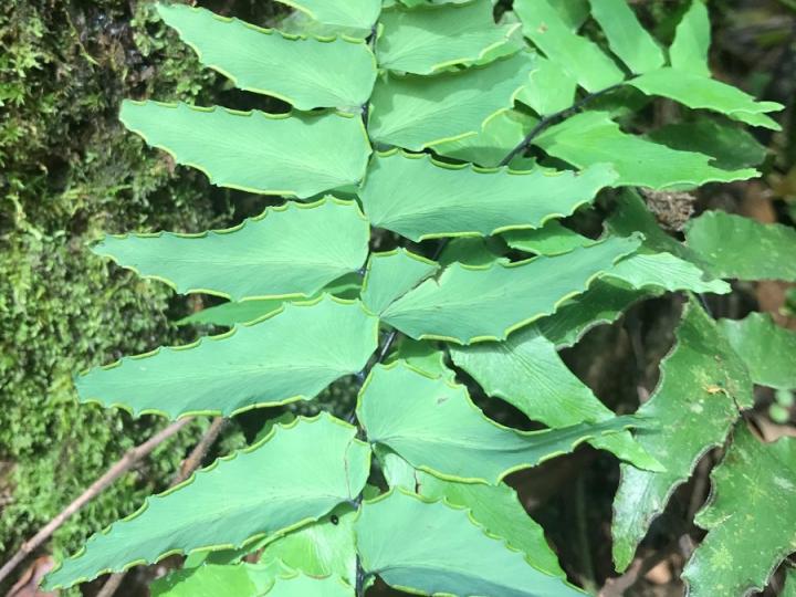 Adiantum macrophyllum