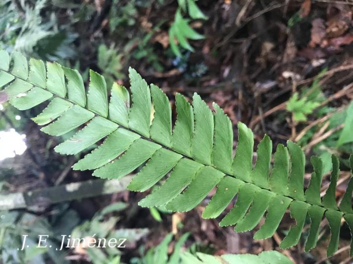 Adiantum tetraphyllum
