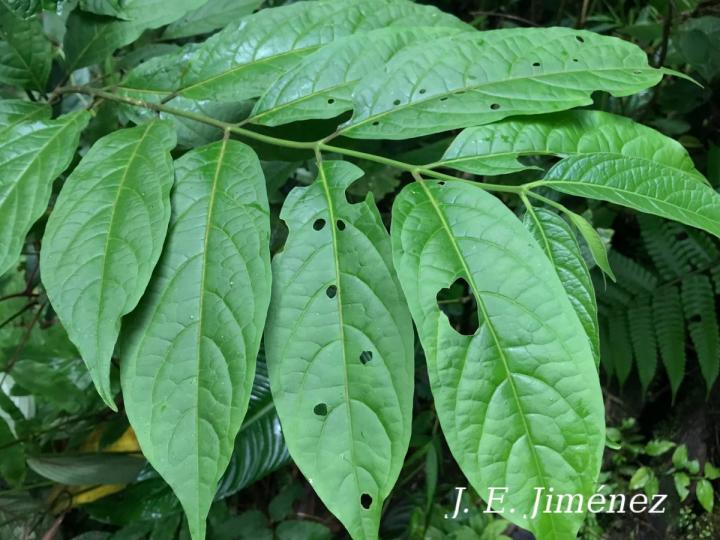 Aegiphila panamensis