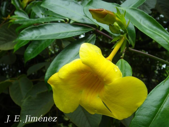 Allamanda cathartica