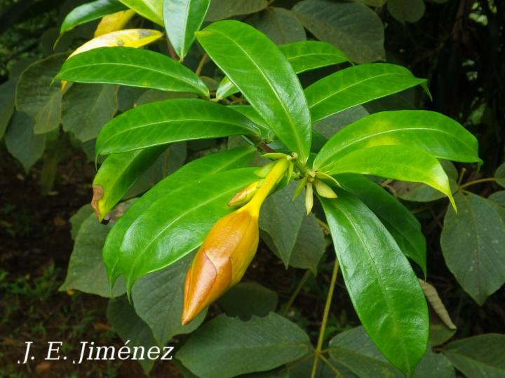 Allamanda cathartica