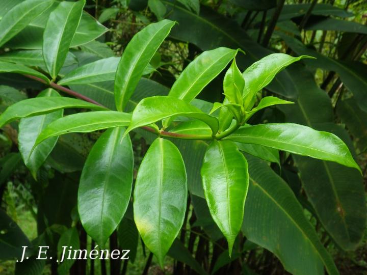 Allamanda cathartica