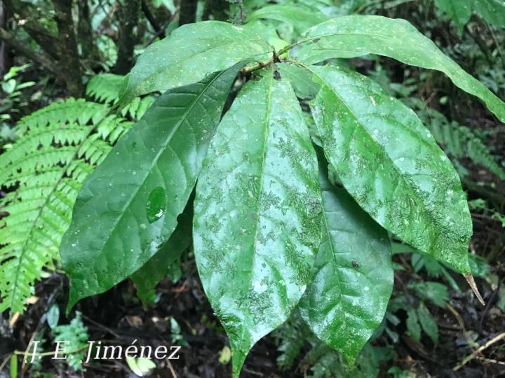 Amphitecna kennedyae