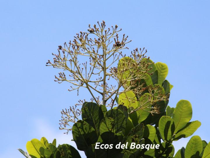 Anacardium excelsum