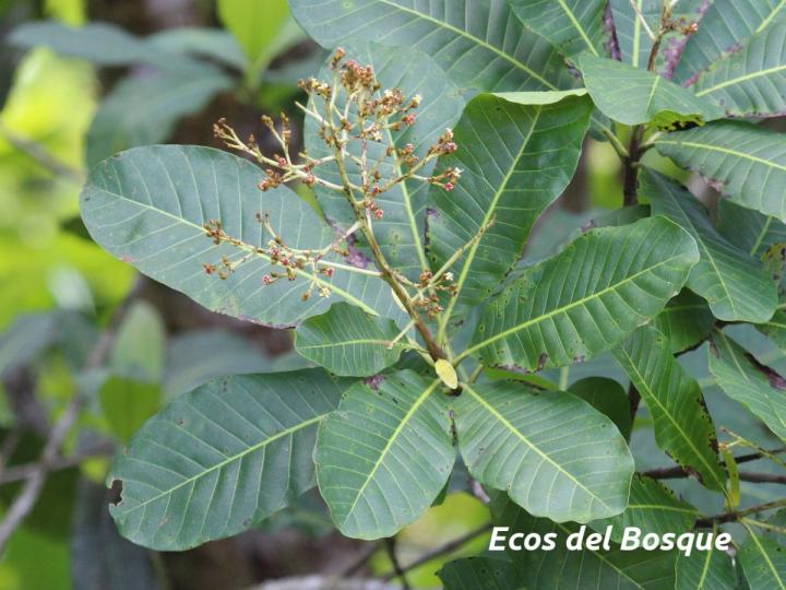 Anacardium excelsum