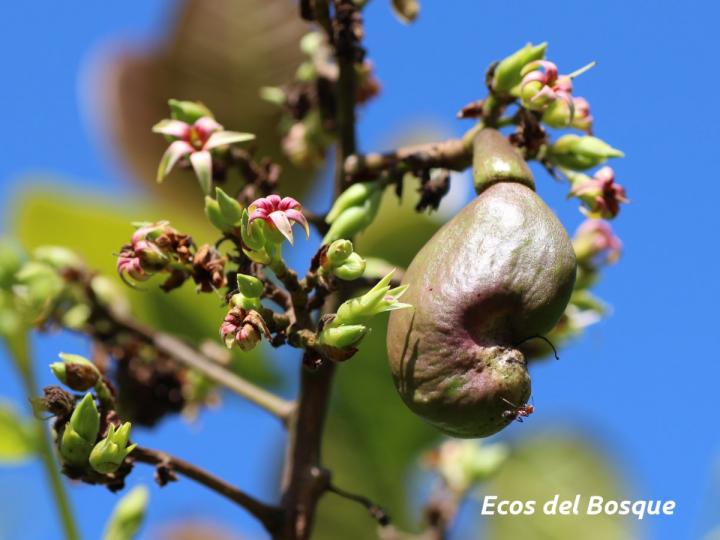 Anacardium occidentale